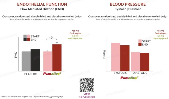 Clinical study results showing the effect of Pomalive® on endothelial function (FMD) and blood pressure (systolic and diastolic) in a randomized, double-blind, placebo-controlled trial (n=67).