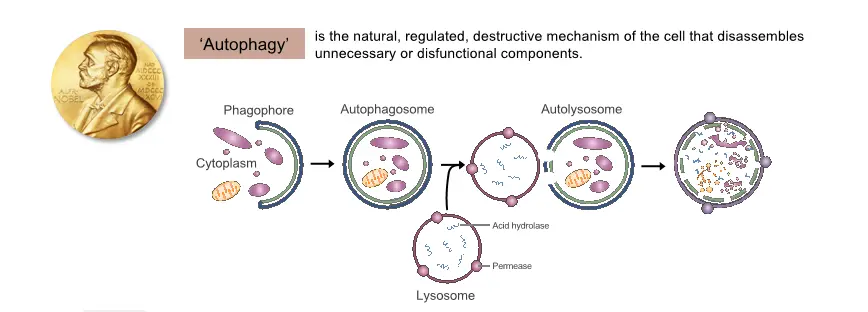 Autophagy Autophagy