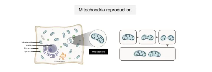How it works (Mechanism) How it works (Mechanism)
