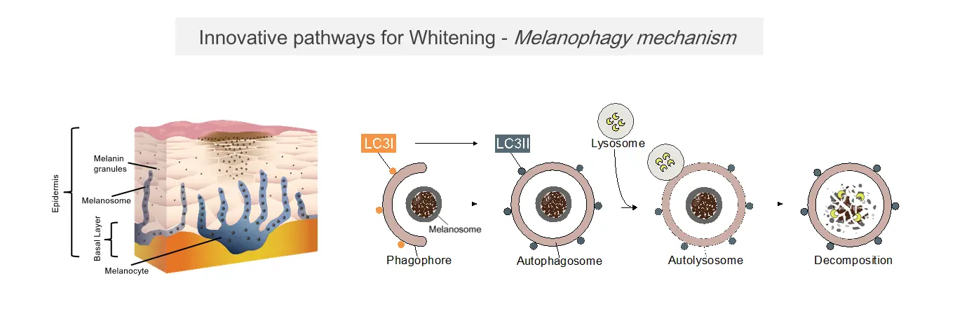 How it works (Mechanism)