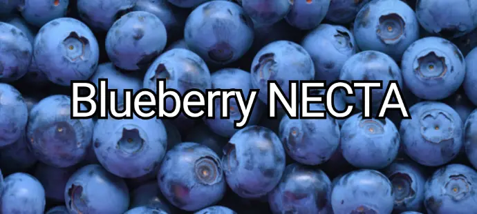 blueberry necta